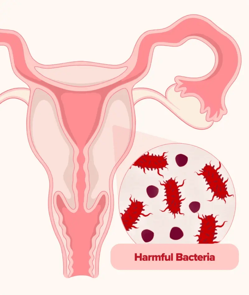 Vaginal Health & Balance Probiotic Blend – 60 Count